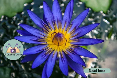 The Benefits of Blue Lotus and Moss Scent article